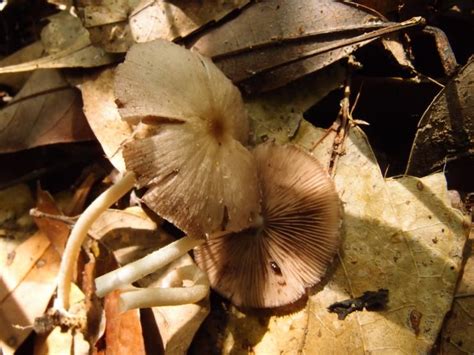 Psathyrella candoolleana: A Magical Ingredient in Potion Making